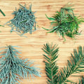 What type of pine needles are edible?
