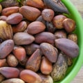 Do pine nuts grow every year?