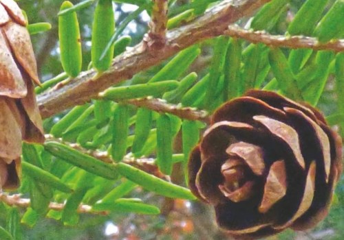 Are any pine cones poisonous?