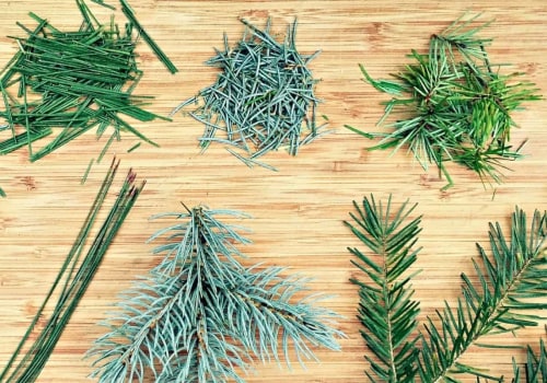 Which pine needles are toxic?