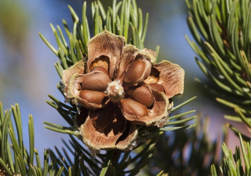 What's up with pine nuts?