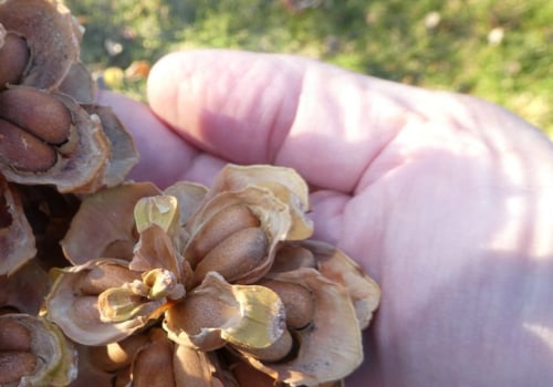 How do pine nuts get harvested?