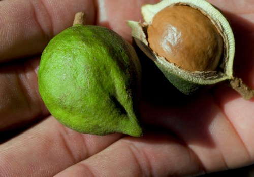 Why are tree nuts so expensive?